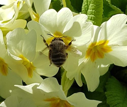 Anthophora sp.